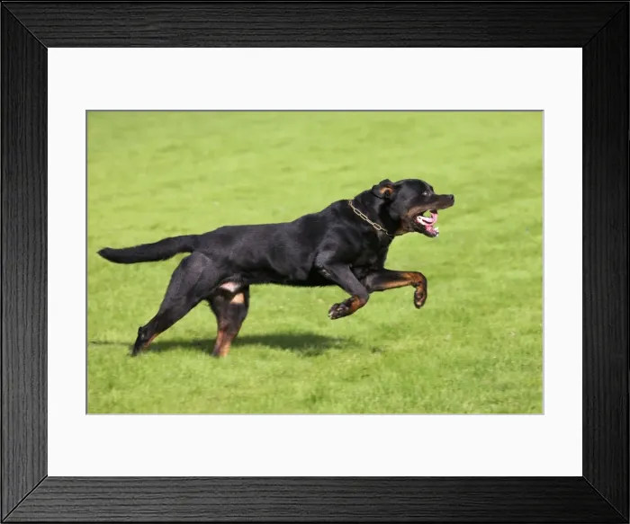 Framed Print : Rottweiler running Framed Print : Rottweiler running