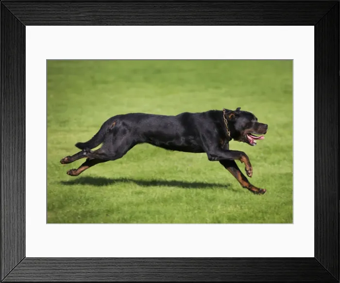 Framed Print : Rottweiler running Framed Print : Rottweiler running