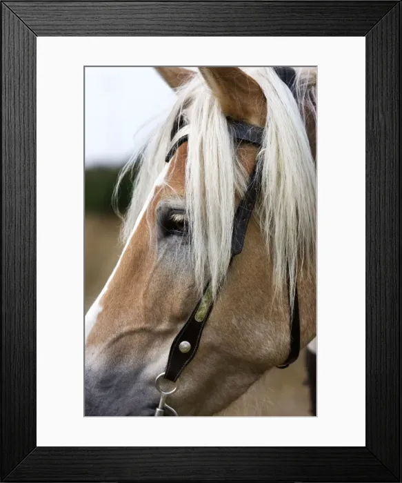 Framed Print : Haflinger or Avelignese Framed Print : Haflinger or Avelignese