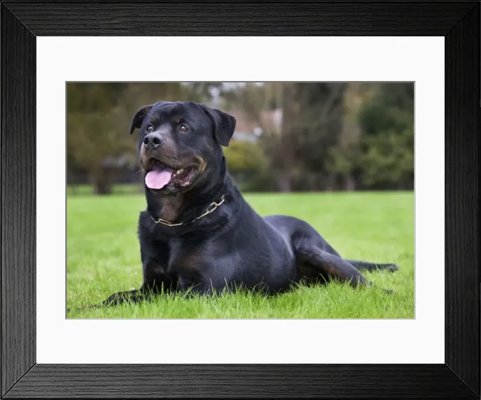 Framed Print : Rottweiler Framed Print : Rottweiler