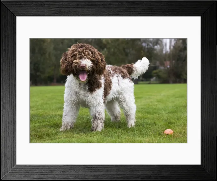 Framed Print : Spanish Water dog or Perro de Agua Espanol Framed Print : Spanish Water dog or Perro de Agua Espanol