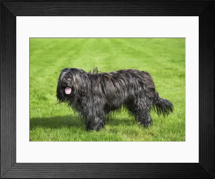 Framed Print : Schapendoes or Dutch Sheepdog Framed Print : Schapendoes or Dutch Sheepdog