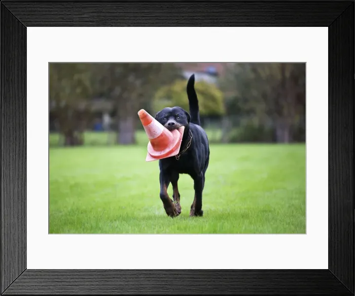 Framed Print : Rottweiler at dog school
