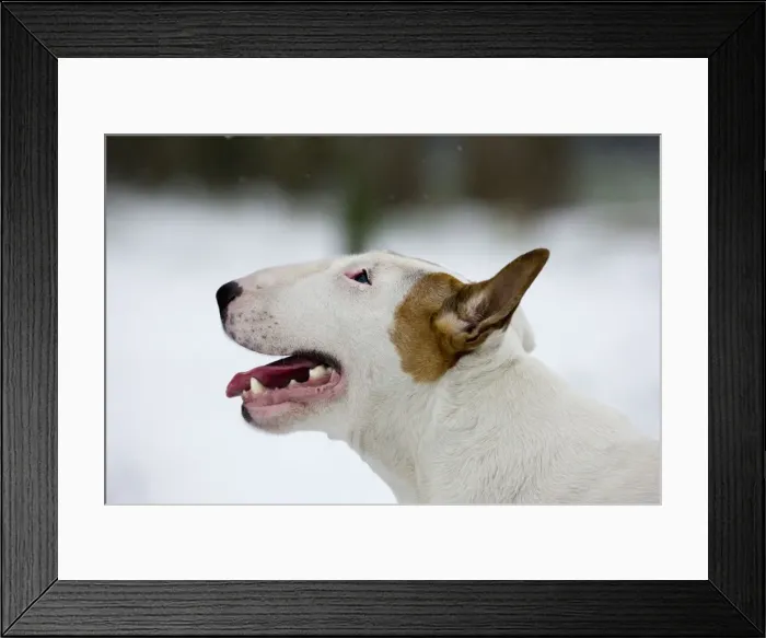Framed Print : Dog - Bull Terrier portrait in winter snow Framed Print : Dog - Bull Terrier portrait in winter snow