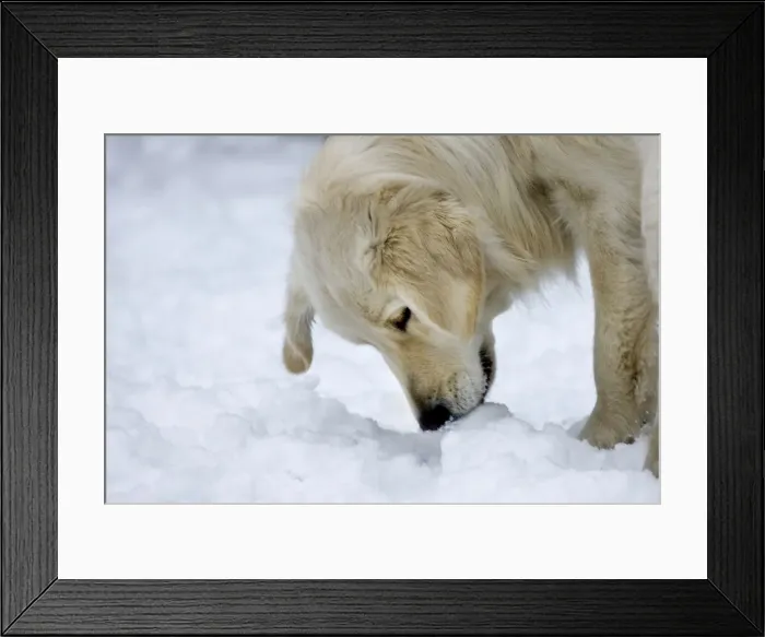 Framed Print : Dog - Golden Retriever - playing in snow