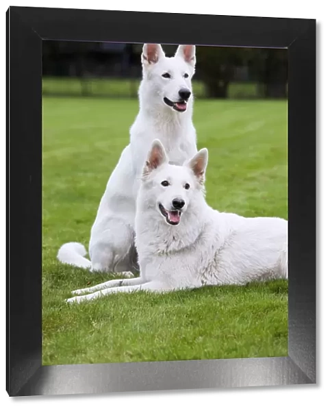 White Swiss shepherd dog pair
