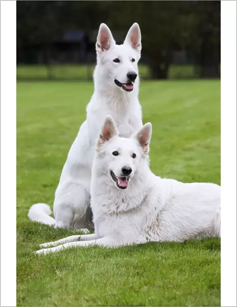White Swiss shepherd dog pair