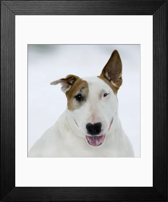 Framed Print : Dog - Bull Terrier portrait in winter snow Framed Print : Dog - Bull Terrier portrait in winter snow