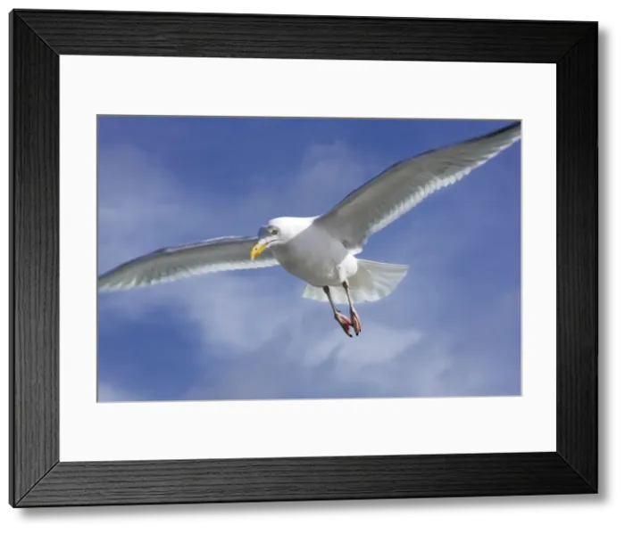 Framed Print : Herring Gull - in air - Texel - island - Netherlands Framed Print : Herring Gull - in air - Texel - island - Netherlands