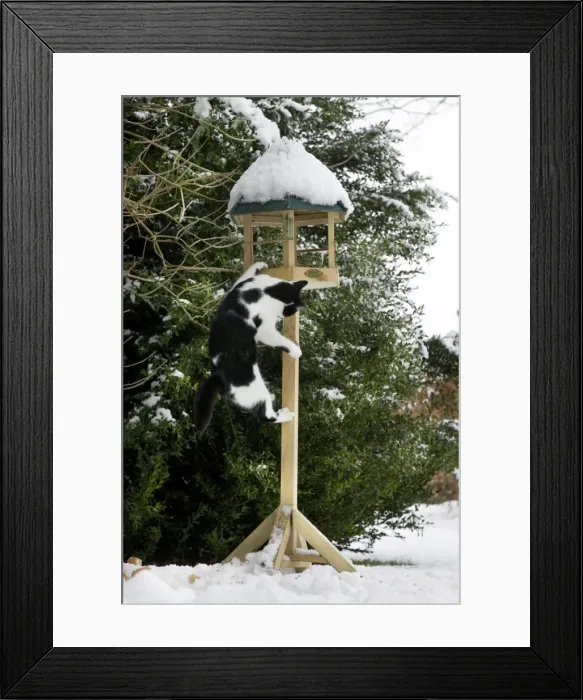 Framed Print : Cat - black & white cat climbing up a bird feeding table in snow Framed Print : Cat - black & white cat climbing up a bird feeding table in snow