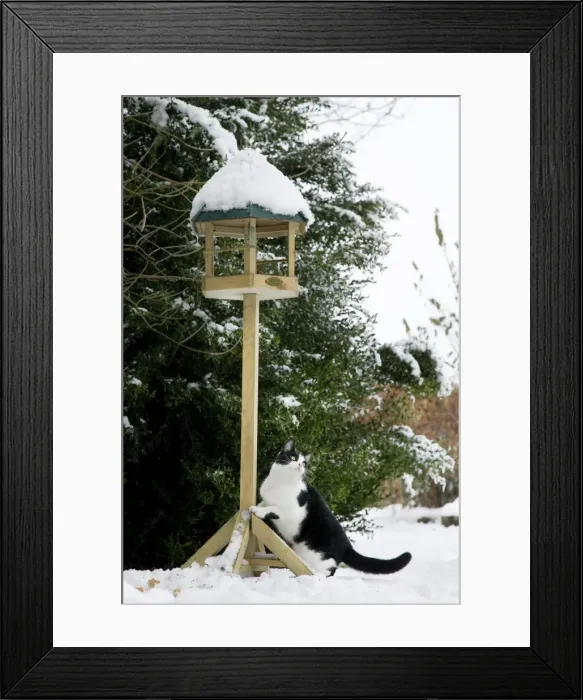 Framed Print : Cat - black & white cat climbing up a bird feeding table in snow Framed Print : Cat - black & white cat climbing up a bird feeding table in snow