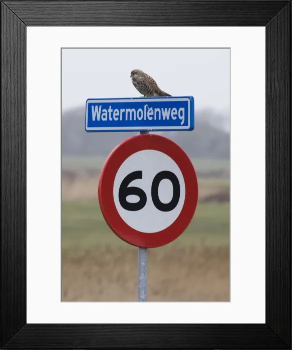 Framed Print : Common Kestrel up traffic sign - Texel - island - Netherlands Framed Print : Common Kestrel up traffic sign - Texel - island - Netherlands