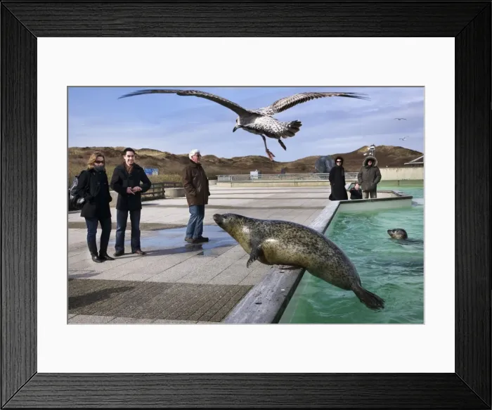 Framed Print : Ecomar visitors centre and seals rescue centre - Texel - island - Netherlands Framed Print : Ecomar visitors centre and seals rescue centre - Texel - island - Netherlands