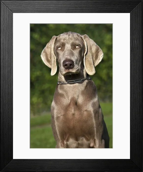 Framed Print : Weimaraner hunting dog Framed Print : Weimaraner hunting dog