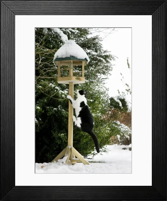 Framed Print : Cat - black & white cat climbing up a bird feeding table in snow Framed Print : Cat - black & white cat climbing up a bird feeding table in snow