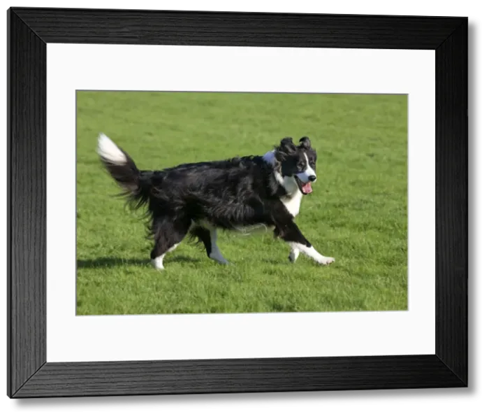 Framed Print : Dog - Border Collie running in garden Framed Print : Dog - Border Collie running in garden