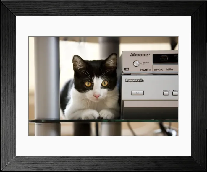 Framed Print : Cat - sitting on shelf at home by stereo Framed Print : Cat - sitting on shelf at home by stereo