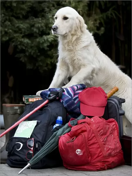 Dog - Golden Retriever waiting by luggage