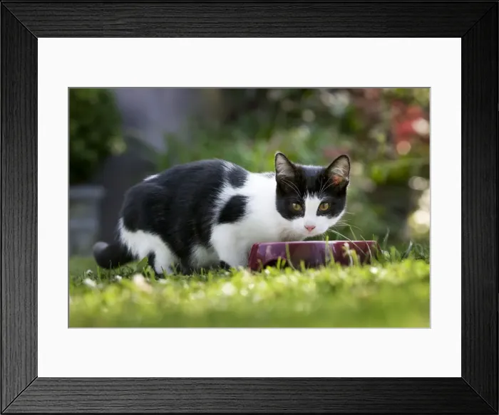 Framed Print : Cat - black & white cat in garden eating from bowl Framed Print : Cat - black & white cat in garden eating from bowl