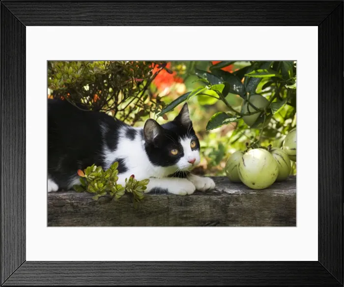 Framed Print : Cat - black & white cat in garden Framed Print : Cat - black & white cat in garden