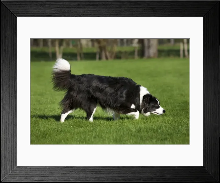 Framed Print : Dog - Border Collie sniffing in garden Framed Print : Dog - Border Collie sniffing in garden