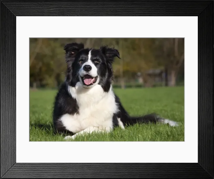 Framed Print : Dog - Border Collie sitting down in garden Framed Print : Dog - Border Collie sitting down in garden