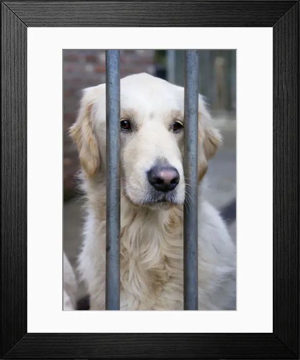 Framed Print : Dog - Golden Retriever sitting down behind bars Framed Print : Dog - Golden Retriever sitting down behind bars