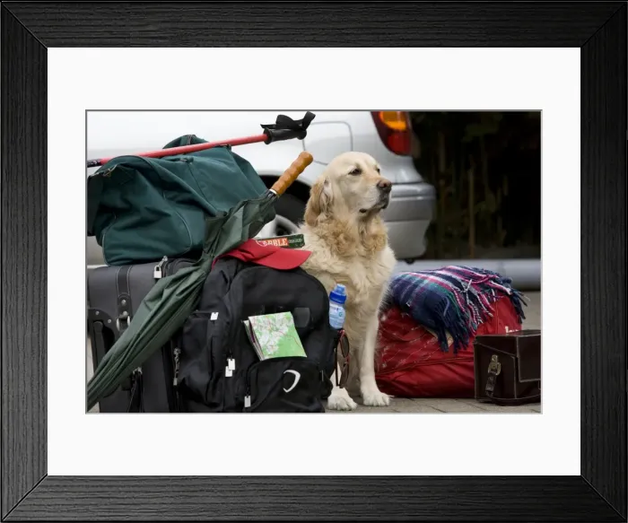 Framed Print : Dog - Golden Retriever waiting by luggage Framed Print : Dog - Golden Retriever waiting by luggage