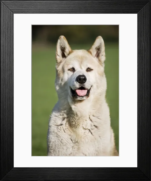 Framed Print : Dog - Akita Inu in garden Framed Print : Dog - Akita Inu in garden