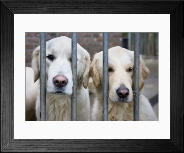 Framed Print : Dog - Golden Retrievers sitting down behind bars Framed Print : Dog - Golden Retrievers sitting down behind bars