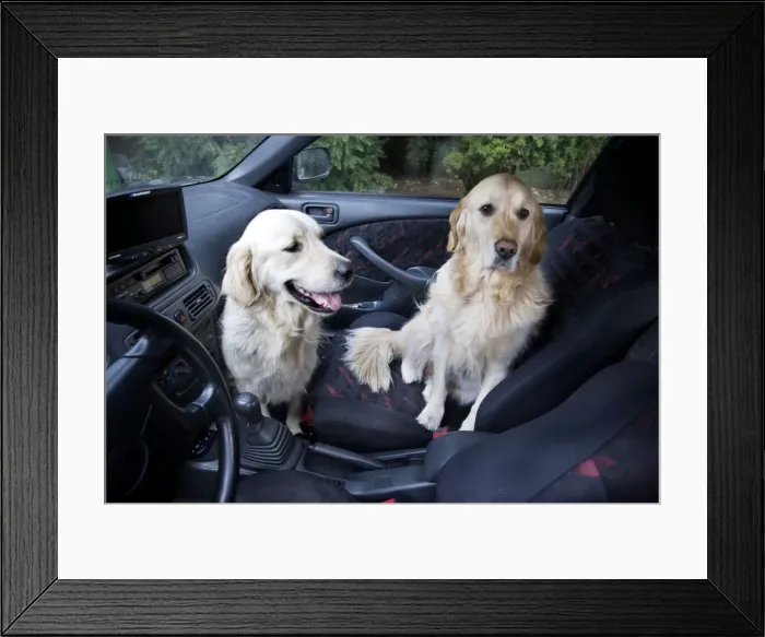 Framed Print : Dog - Golden Retrievers waiting in car