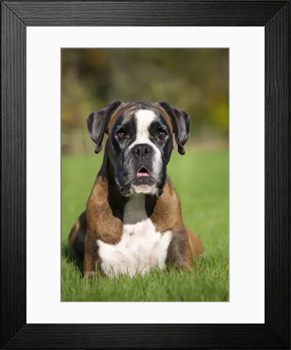 Framed Print : Dog - Boxer sitting down in garden Framed Print : Dog - Boxer sitting down in garden