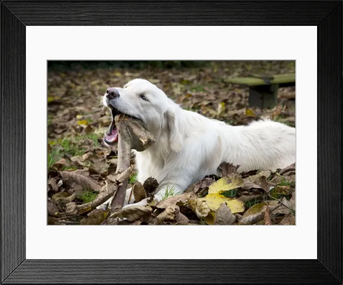 Framed Print : Dog - Golden Retriever lying down in autumn leaves chewing on a stick Framed Print : Dog - Golden Retriever lying down in autumn leaves chewing on a stick