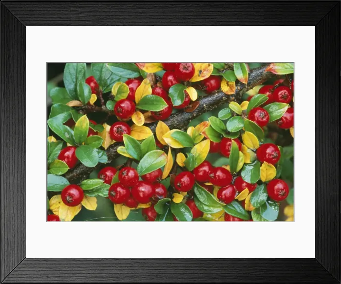 Framed Print : Cotoneaster horizontalis Framed Print : Cotoneaster horizontalis