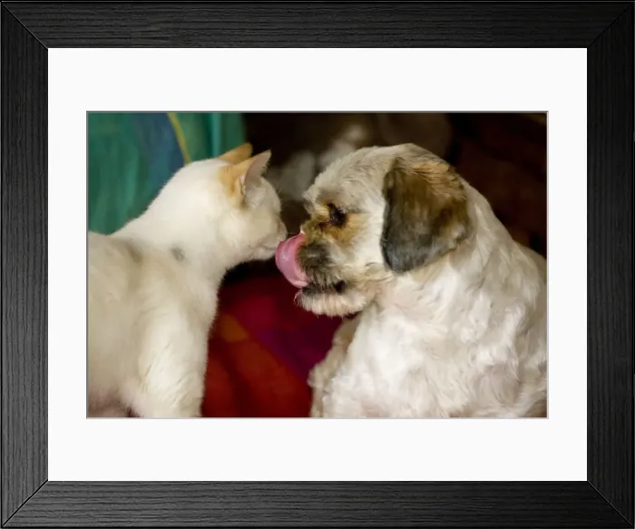 Framed Print : Cat and dog together - dog licking nose Framed Print : Cat and dog together - dog licking nose