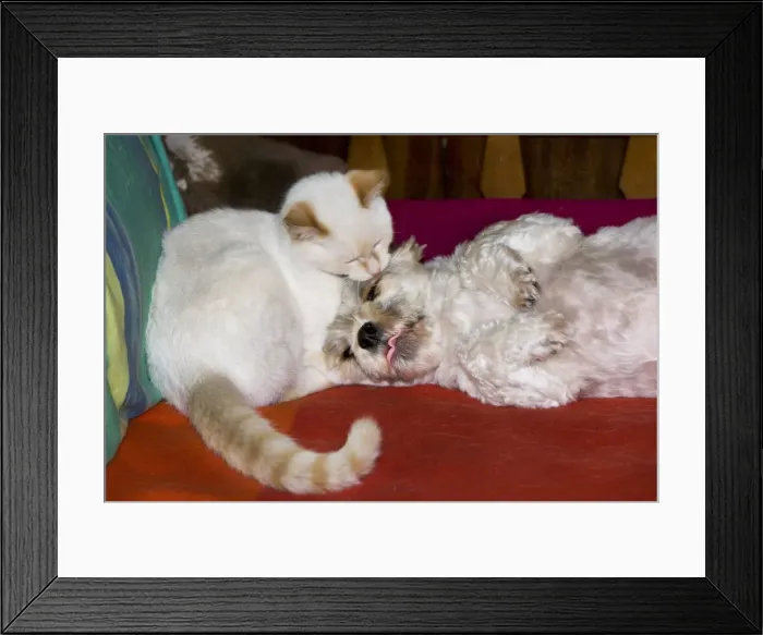Framed Print : Cat and dog lying together Framed Print : Cat and dog lying together
