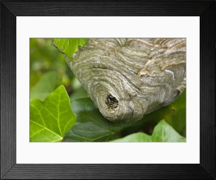 Framed Print : Wasp's nest - with Wasp Framed Print : Wasp's nest - with Wasp