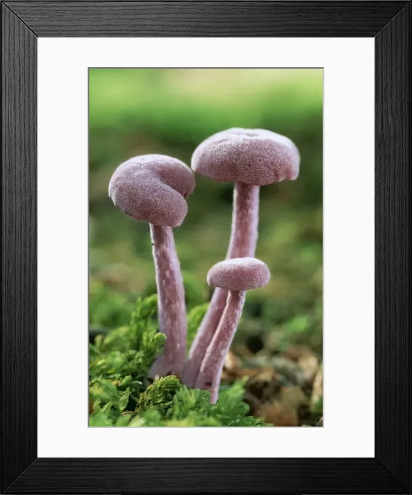 Framed Print : Amethyst Deceiver Fungi ME 395 Edible Laccaria amethystea © Johan De Meester / ARDEA LONDON Framed Print : Amethyst Deceiver Fungi ME 395 Edible Laccaria amethystea © Johan De Meester / ARDEA LONDON