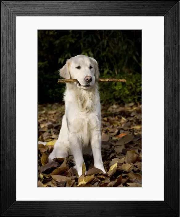Framed Print : Dog - Golden Retriever sitting down in autumn leaves with stick in mouth Framed Print : Dog - Golden Retriever sitting down in autumn leaves with stick in mouth