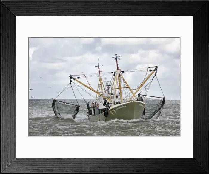 Framed Print : Fishing boat fishing with net - Ostend - Belgium Framed Print : Fishing boat fishing with net - Ostend - Belgium