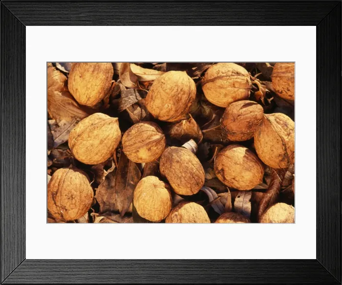 Framed Print : Walnuts - on soil Framed Print : Walnuts - on soil