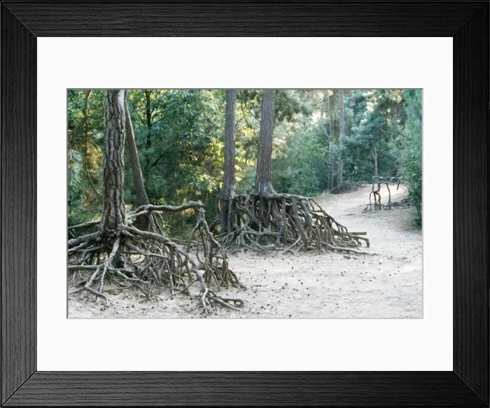Framed Print : Pine Tree Tree roots erosion in forest, Belgium Framed Print : Pine Tree Tree roots erosion in forest, Belgium