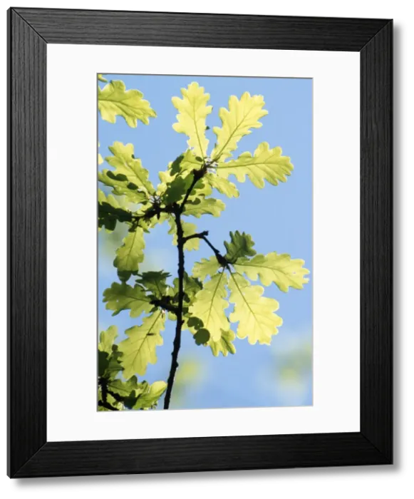 Framed Print : Pedunculate Oak Tree Leaves Framed Print : Pedunculate Oak Tree Leaves