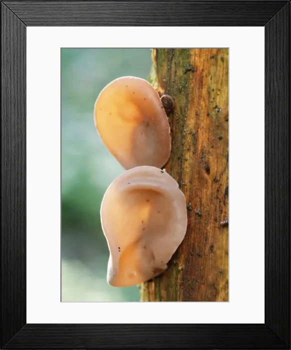 Framed Print : Fungi ME 391 Jews Ear Auricularia auricularia-judea © Johan De Meester / ARDEA LONDON Framed Print : Fungi ME 391 Jews Ear Auricularia auricularia-judea © Johan De Meester / ARDEA LONDON