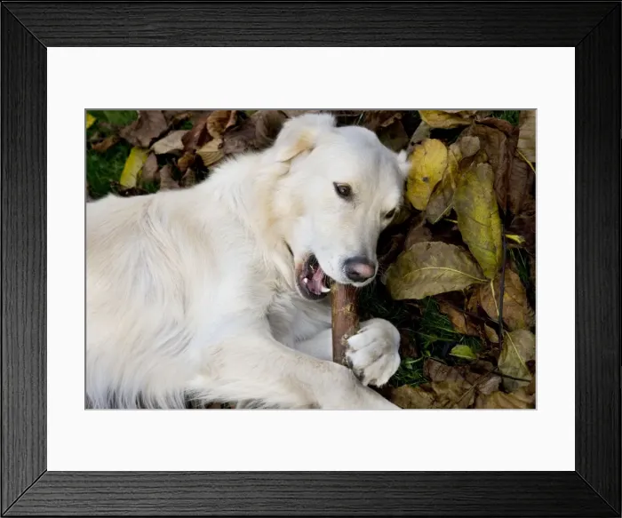 Framed Print : Dog - Golden Retriever lying down in autumn leaves chewing on a stick Framed Print : Dog - Golden Retriever lying down in autumn leaves chewing on a stick