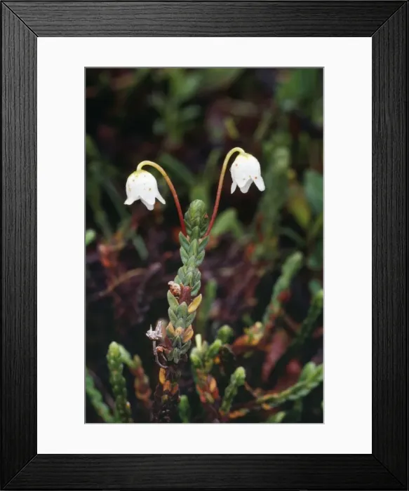Framed Print : Mountain Heather Framed Print : Mountain Heather