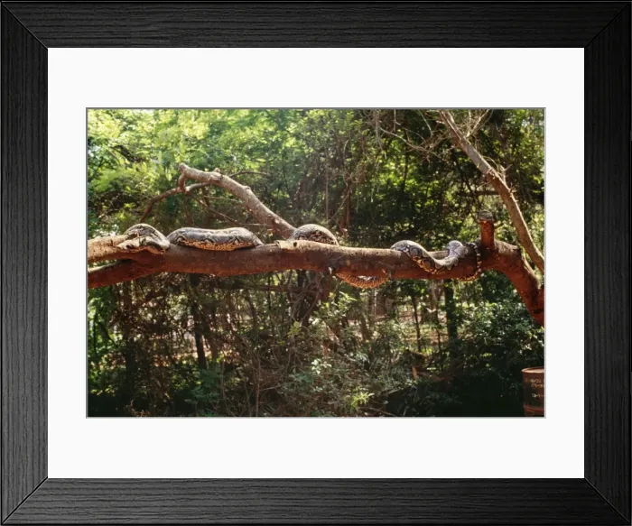Framed Print : Reticulated Python - longest snake in the world Framed Print : Reticulated Python - longest snake in the world