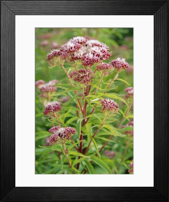 Framed Print : Hemp Agrimony Flowers Framed Print : Hemp Agrimony Flowers