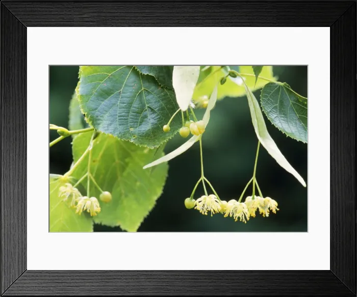 Framed Print : Lime Tree - blooming Framed Print : Lime Tree - blooming