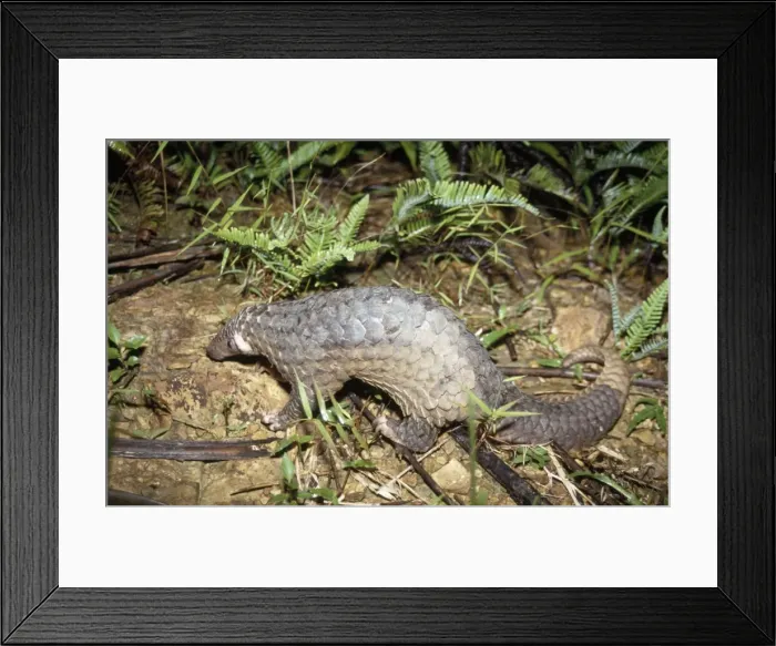Framed Print : Malayan Pangolin - Vietnam